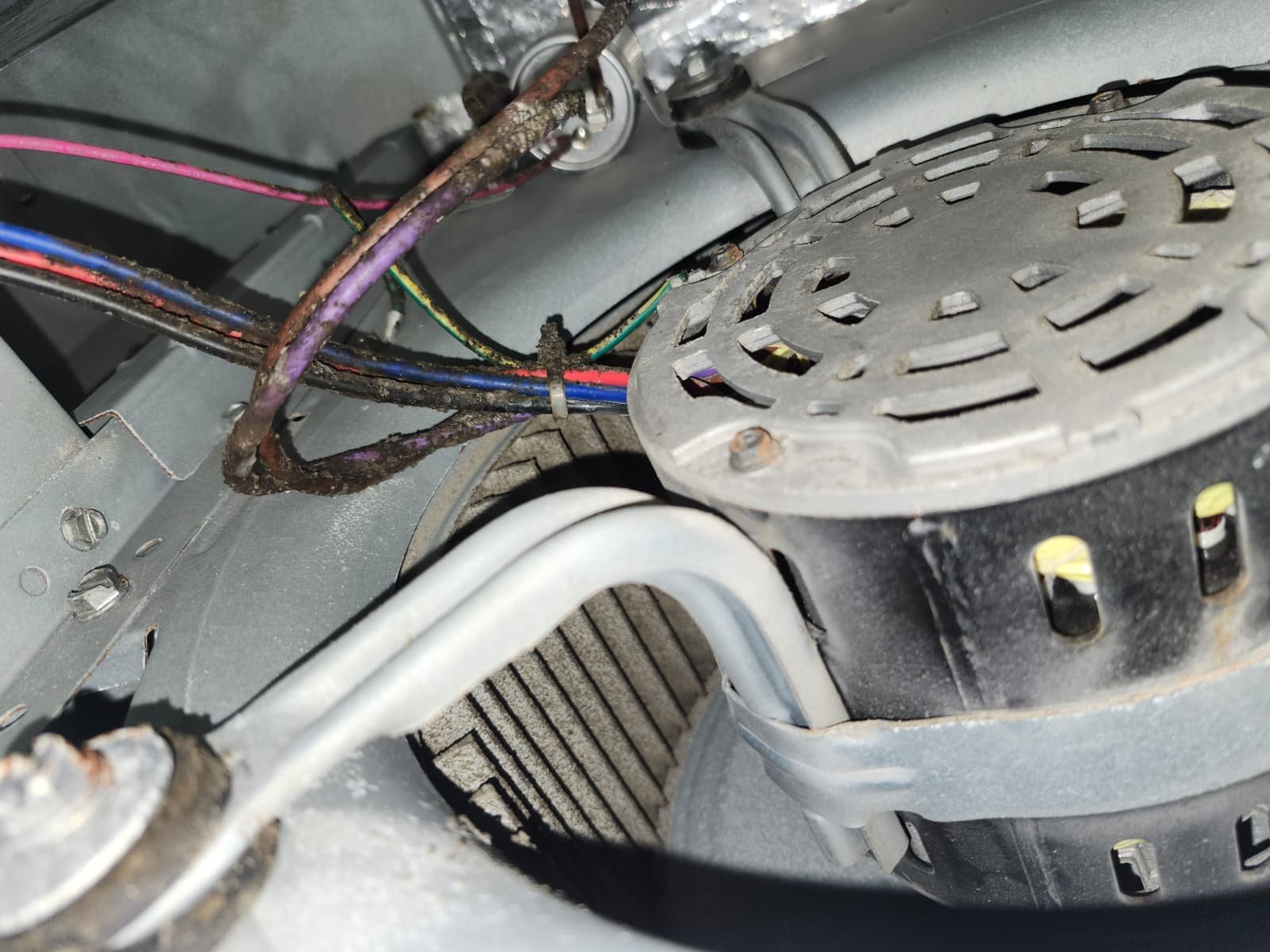 Rodent-damaged AC ductwork found in Palm Harbor, FL 34684 attic