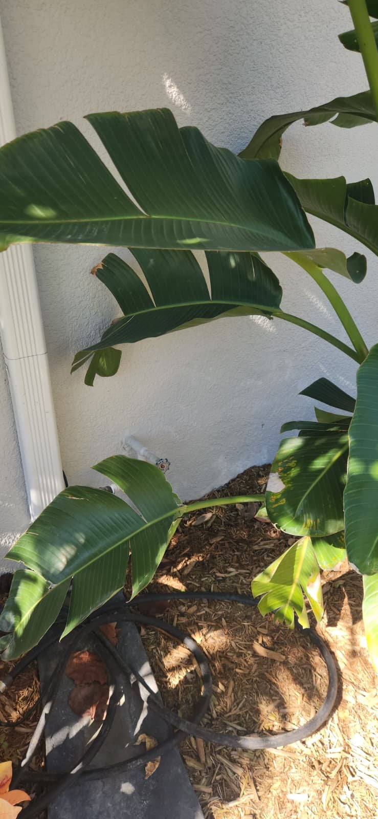 Final plumbing system check after maintenance in Apollo Beach, FL 33572