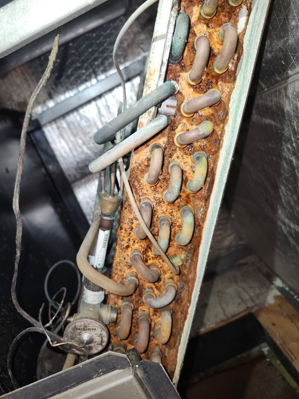Organic growth on old evaporator coil before A/C tune-up in Odessa, FL 33556
