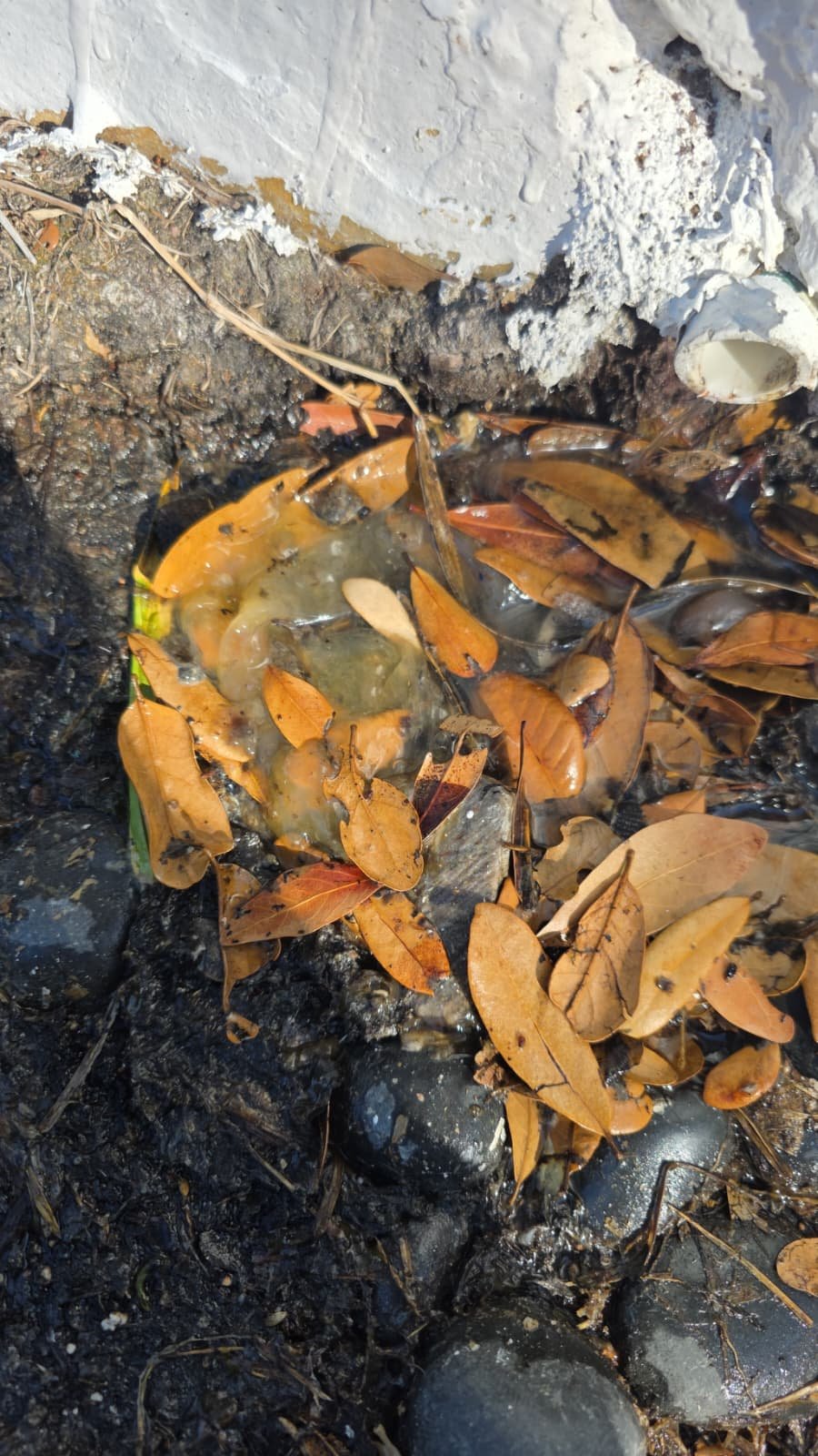 HVAC drain line service Pinellas Park, FL 33781