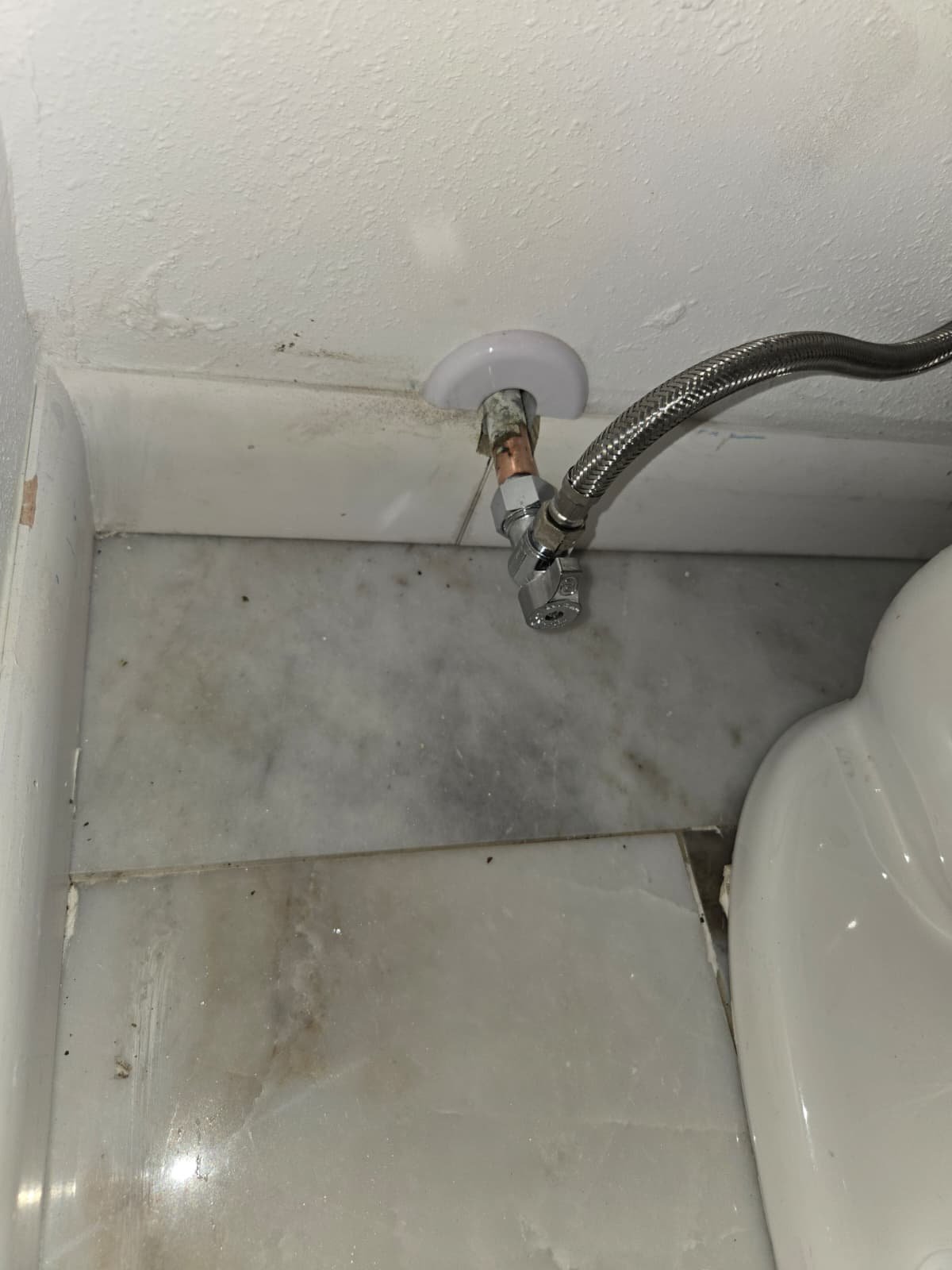 Toilet and sewer drain service in Tampa, FL 33615