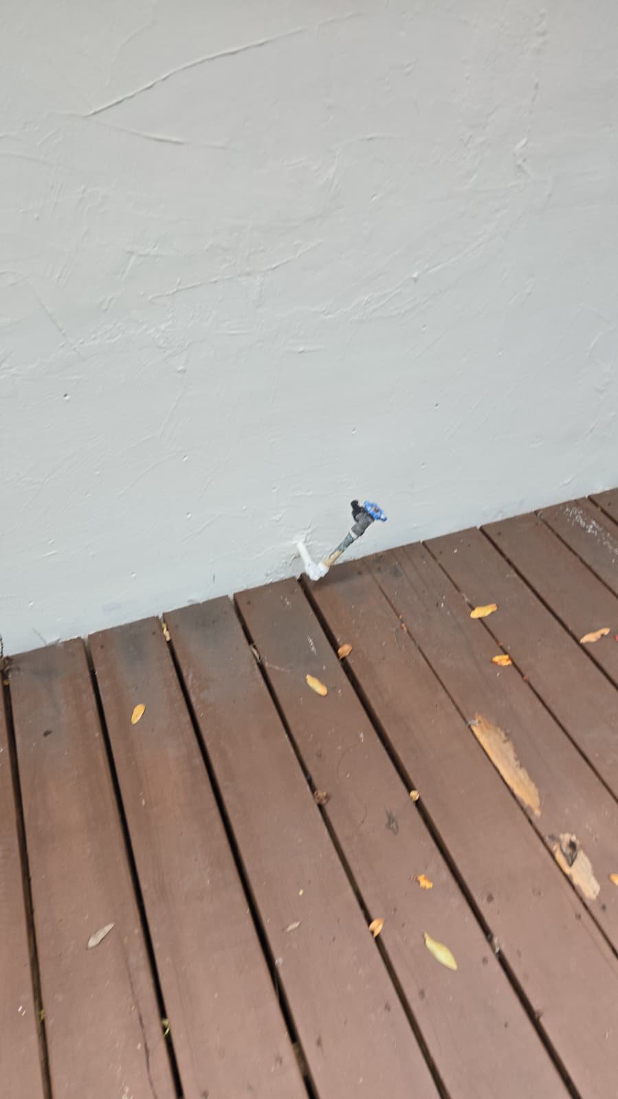 Running plumbing snake through home cleanout for clog removal in Tampa, FL 33610