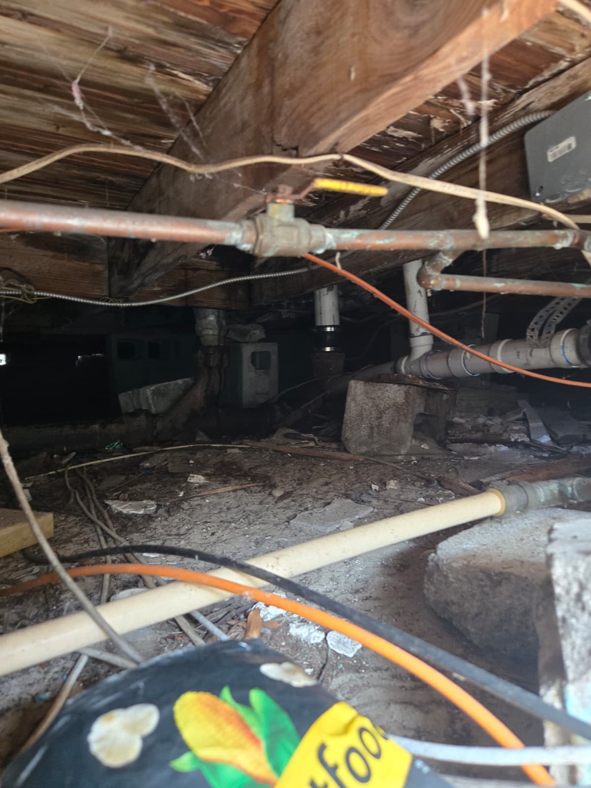 Clogged sewer line being snaked from ground cleanout in Tampa, FL 33610 yard