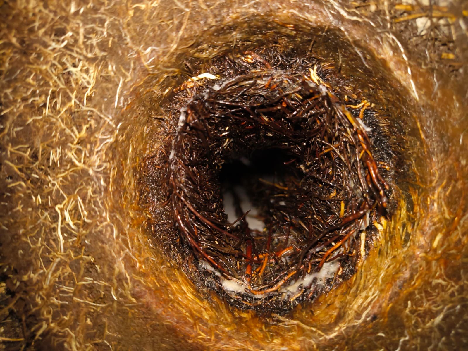 Angle valve replacement repair in Apollo Beach, FL 33572