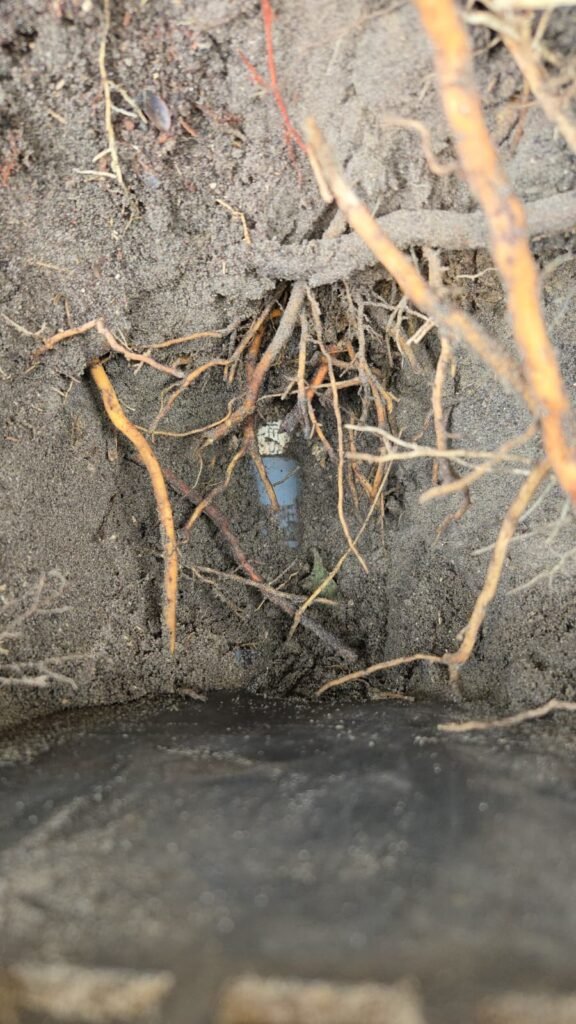 Exposed pipe with surrounding roots in soil in New Port Richey, FL 34652.