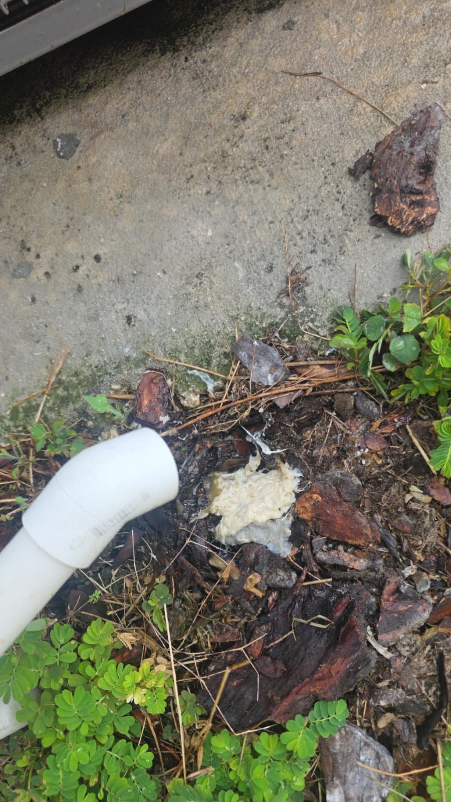 Drain line with debris and plant growth, Wesley Chapel, FL 33543.