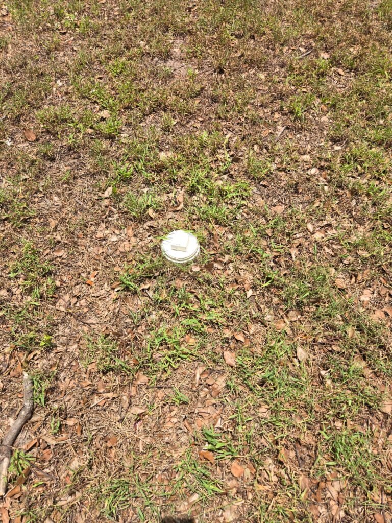 A sewer cleanout cap in the grass in St. Petersburg, FL 33713.