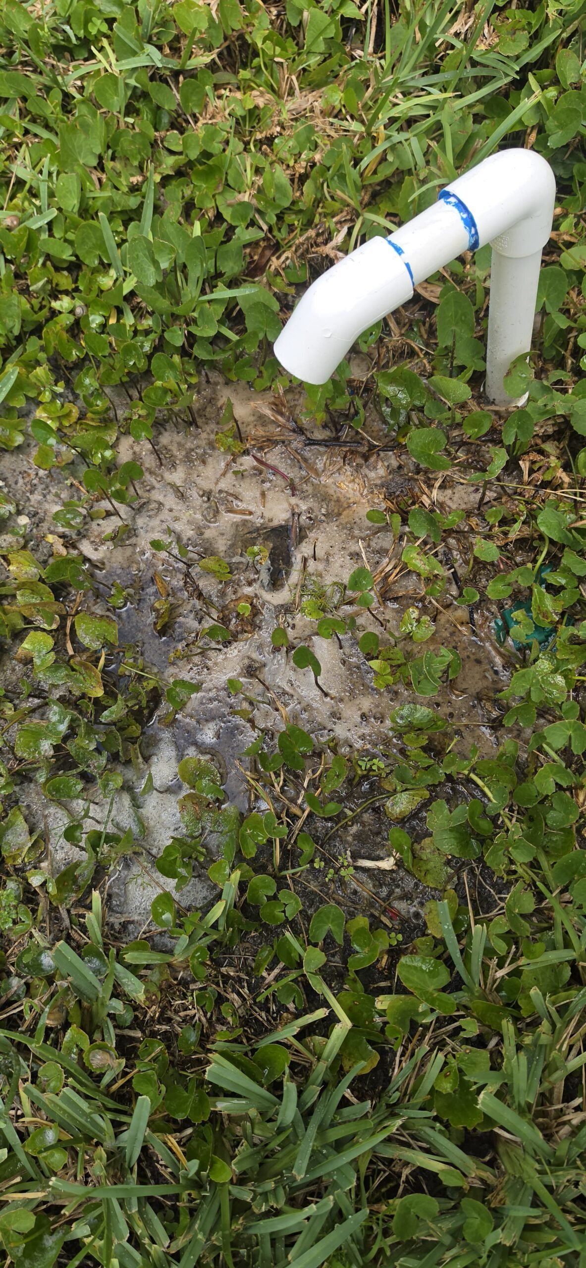 Drain Line Flush Outlet - Spring Hill, FL 34609 Drain line flush outlet with water and debris on grass in Spring Hill, FL 34609.