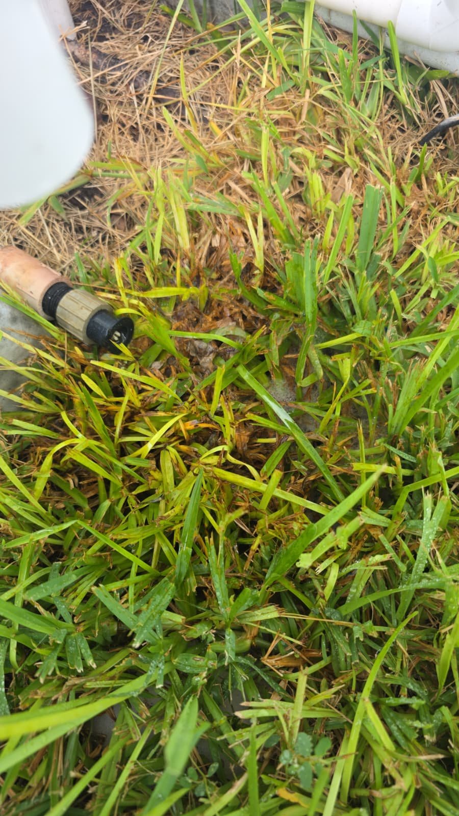 Water hose on grass for HVAC drainage in Clearwater, FL 33756.