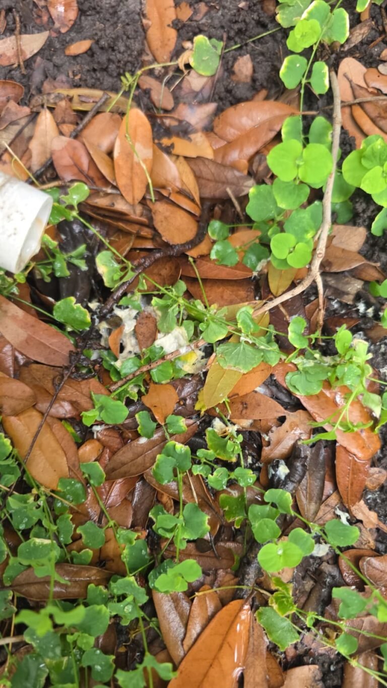 Outdoor ground with PVC pipe outlet in Tampa, FL 33603