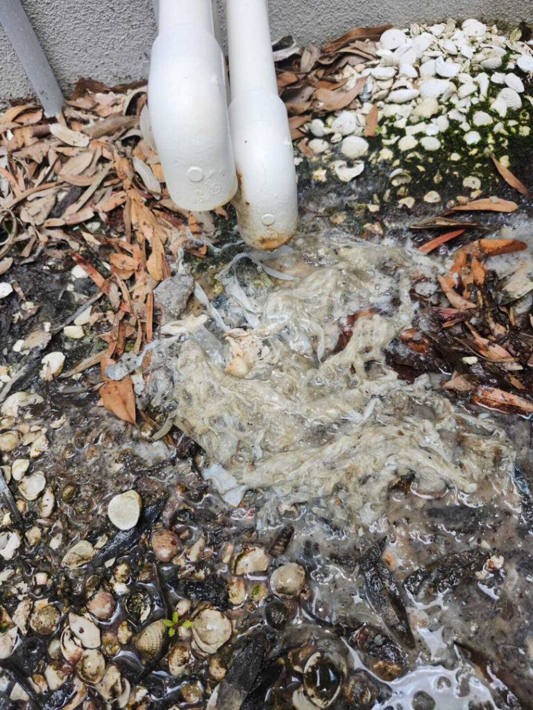 clogged drainage area with wastewater debris and organic matter near white plastic pipes and surrounding leaves and shells