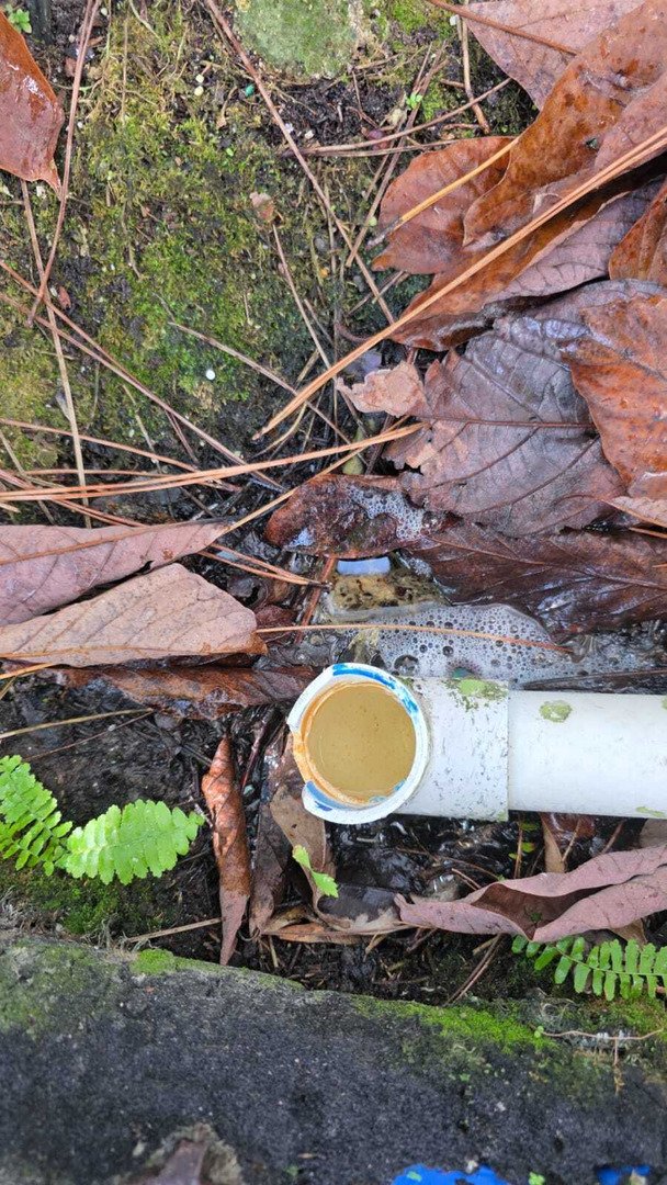 clogged drainage pipe with brown liquid and foam surrounded by leaves and ferns in a wet environment