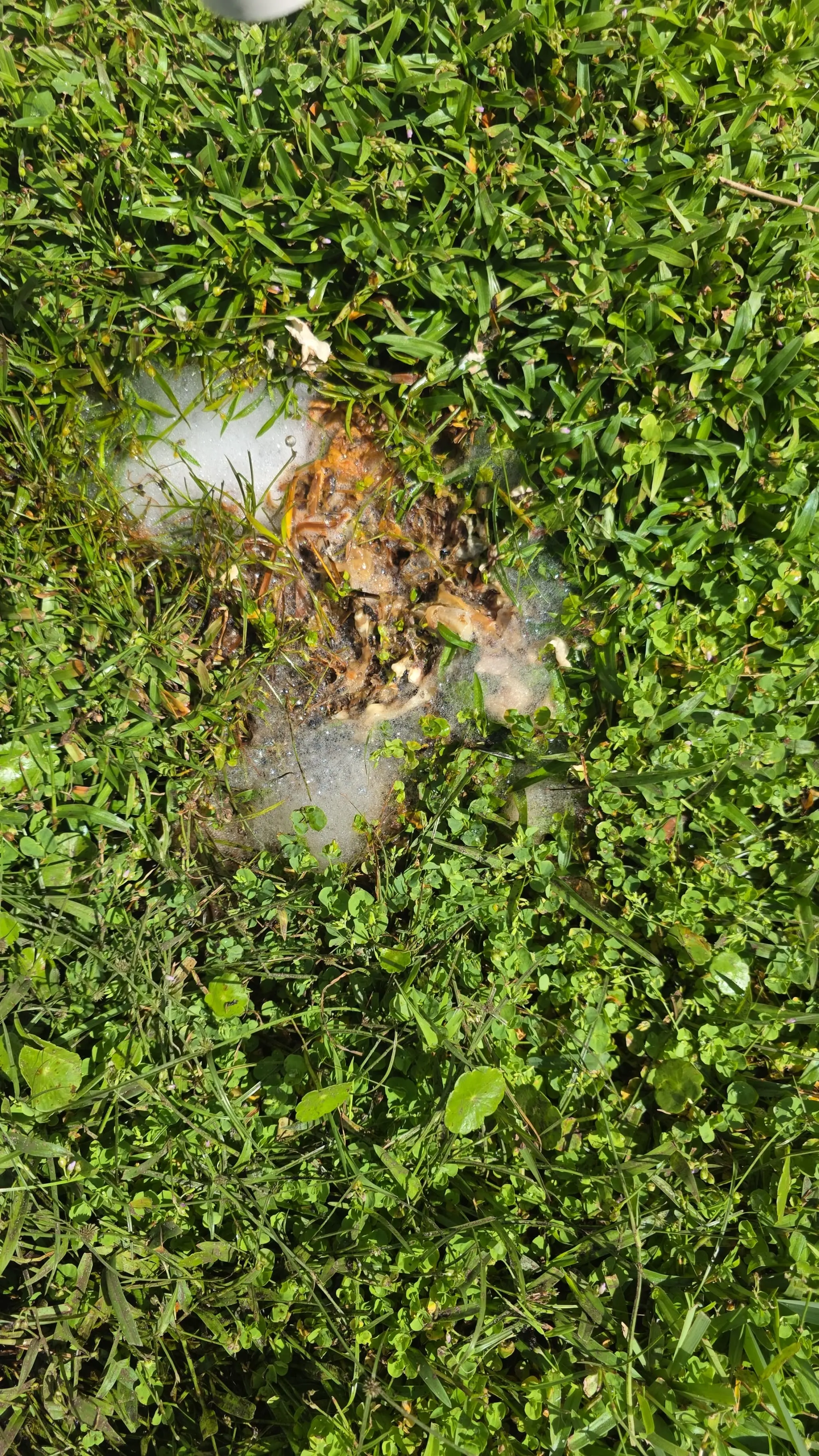 Clogged Drain Line Tripped the Float Switch: 33-Minute Flush & Sanitize on Fresno Pl, Zephyrhills FL 33541