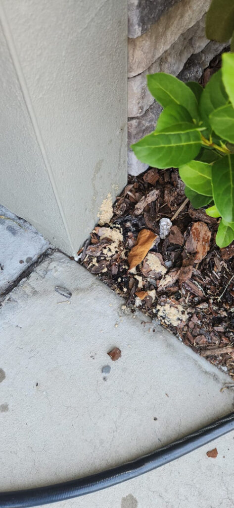 soil disturbance near foundation with wood chips and debris visible possibly indicating a pest issue or landscaping work