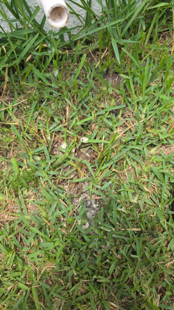 water is leaking from a white pipe onto grass suggesting a plumbing issue or drainage system in use